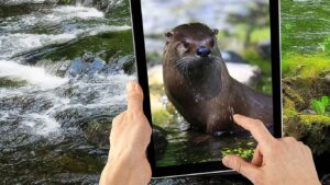 Otter Spotter App