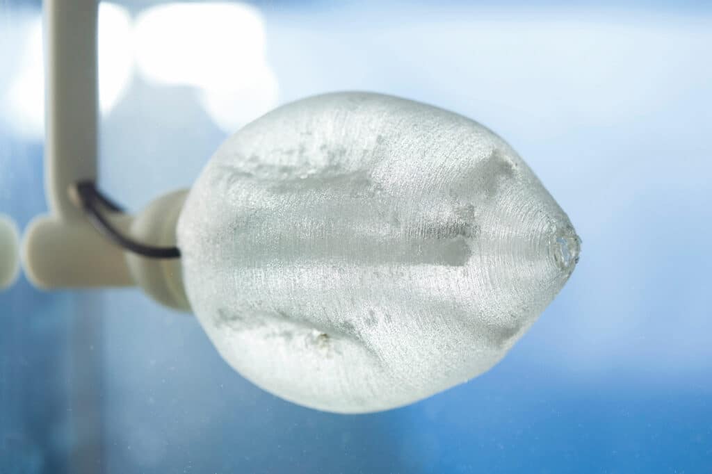 Bild von Tintenfisch Tintenfisch