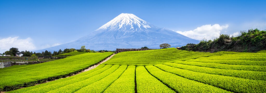 Abbildung 3: Der Berg Fuji und Teeplantagen in Japan. (Adobe Stock, 159587363)